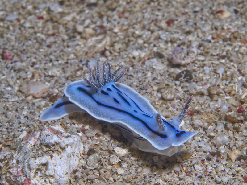 Nudibranch, Monkey Beach Wreck